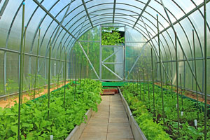Greenhouse & Supply